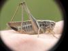 Platycleis albopunctata albopunctata